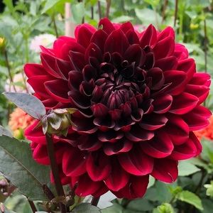 Meet your Posher, April